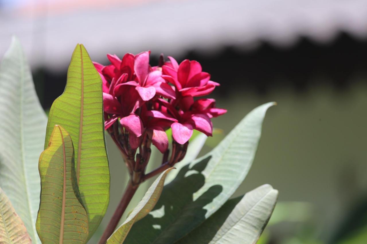 Water Lily Villa Galle Exterior photo